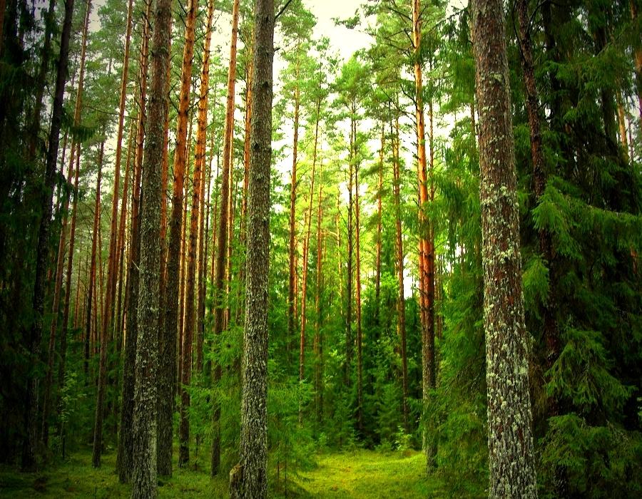 Diện tích rừng tại Đà Lạt giảm